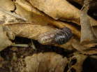 ダンゴムシの交尾、色の薄い方が雌だよ。