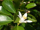レモネーディアの花