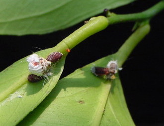 ベダリアテントウの幼虫