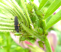 ナナホシテントウの幼虫とアブラムシ