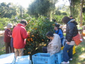 河合果樹園収穫祭